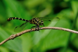 Kleine Zangenlibelle - Onychogomphus forcipatus