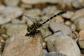 Kleine Zangenlibelle - Onychogomphus forcipatus