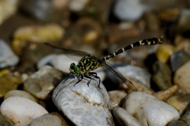 Kleine Zangenlibelle - Onychogomphus forcipatus