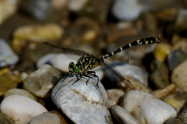 Kleine Zangenlibelle - Onychogomphus forcipatus