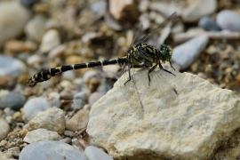 Kleine Zangenlibelle - Onychogomphus forcipatus