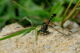 Kleine Zangenlibelle - Onychogomphus forcipatus