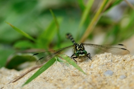 Kleine Zangenlibelle - Onychogomphus forcipatus