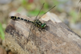 Kleine Zangenlibelle - Onychogomphus forcipatus