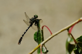 Kleine Zangenlibelle - Onychogomphus forcipatus