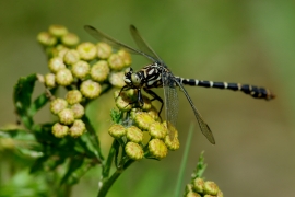 Kleine Zangenlibelle - Onychogomphus forcipatus