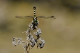 Kleine Zangenlibelle - Onychogomphus forcipatus