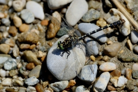 Kleine Zangenlibelle - Onychogomphus forcipatus