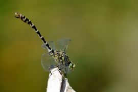 Kleine Zangenlibelle - Onychogomphus forcipatus