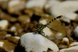 Kleine Zangenlibelle - Onychogomphus forcipatus