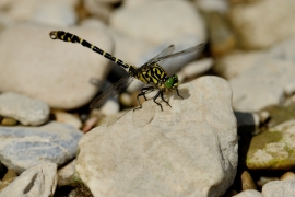 Kleine Zangenlibelle - Onychogomphus forcipatus