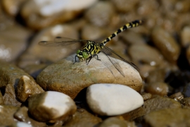 Kleine Zangenlibelle - Onychogomphus forcipatus