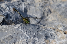 Kleine Zangenlibelle - Onychogomphus forcipatus