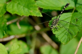 Kleine Zangenlibelle - Onychogomphus forcipatus