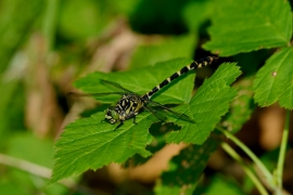 Kleine Zangenlibelle - Onychogomphus forcipatus