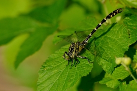 Kleine Zangenlibelle - Onychogomphus forcipatus