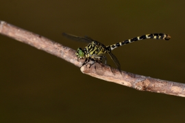 Kleine Zangenlibelle - Onychogomphus forcipatus