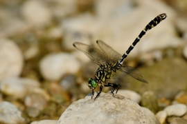 Kleine Zangenlibelle - Onychogomphus forcipatus