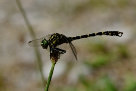 Kleine Zangenlibelle - Onychogomphus forcipatus