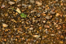 Ophiogomphus cecilia - Grüne Flussjungfer