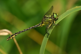 Ophiogomphus cecilia - Grüne Flussjungfer