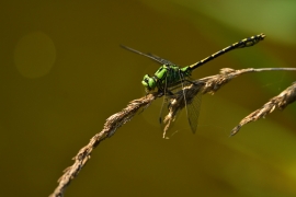 Ophiogomphus cecilia - Grüne Flussjungfer