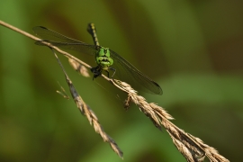 Ophiogomphus cecilia - Grüne Flussjungfer