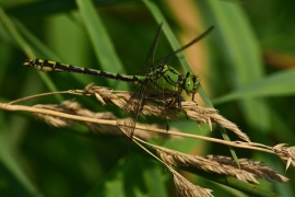 Ophiogomphus cecilia - Grüne Flussjungfer