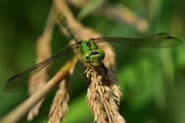 Ophiogomphus cecilia - Grüne Flussjungfer