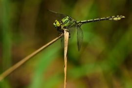 Ophiogomphus cecilia - Grüne Flussjungfer