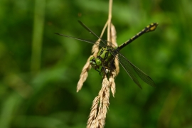 Ophiogomphus cecilia - Grüne Flussjungfer