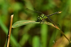 Ophiogomphus cecilia - Grüne Flussjungfer
