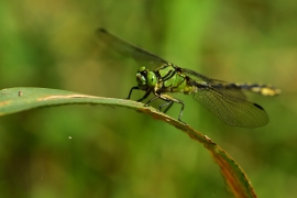 Ophiogomphus cecilia - Grüne Flussjungfer