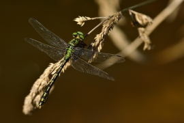 Ophiogomphus cecilia - Grüne Flussjungfer