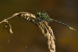 Ophiogomphus cecilia - Grüne Flussjungfer