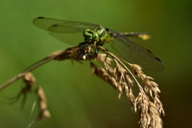 Ophiogomphus cecilia - Grüne Flussjungfer