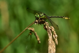 Ophiogomphus cecilia - Grüne Flussjungfer