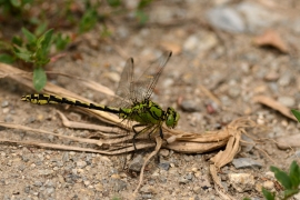 Ophiogomphus cecilia - Grüne Flussjungfer