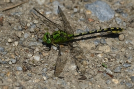 Ophiogomphus cecilia - Grüne Flussjungfer