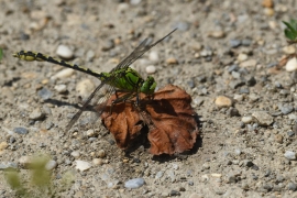 Ophiogomphus cecilia - Grüne Flussjungfer