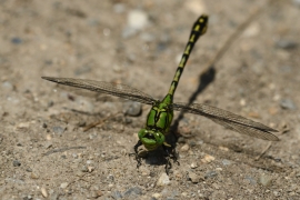 Ophiogomphus cecilia - Grüne Flussjungfer