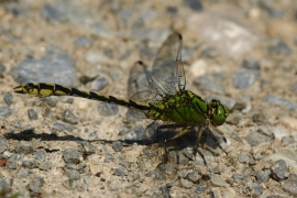 Ophiogomphus cecilia - Grüne Flussjungfer