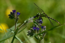 Ophiogomphus cecilia - Grüne Flussjungfer