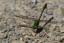 Ophiogomphus cecilia - Grüne Flussjungfer