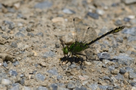 Ophiogomphus cecilia - Grüne Flussjungfer