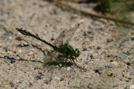 Ophiogomphus cecilia - Grüne Flussjungfer