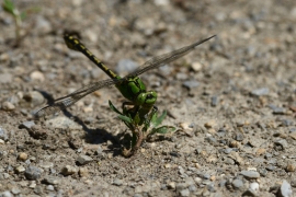 Ophiogomphus cecilia - Grüne Flussjungfer