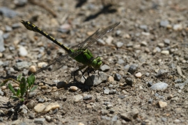 Ophiogomphus cecilia - Grüne Flussjungfer