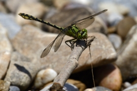 Ophiogomphus cecilia - Grüne Flussjungfer