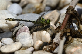 Ophiogomphus cecilia - Grüne Flussjungfer